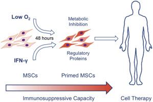 Dual IFN-γ/hypoxia priming enhances immunosuppression of mesenchymal stromal cells through regulatory proteins and metabolic mechanisms