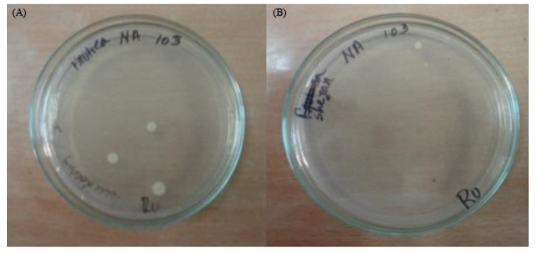 Physicochemical and Microbiological Qualities' Assessment of Popular Bangladeshi Mango Fruit Juice.