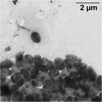 Genome sequence of <i>Planktotalea frisia</i> type strain (SH6-1<sup>T</sup>), a representative of the <i>Roseobacter</i> group isolated from the North Sea during a phytoplankton bloom.