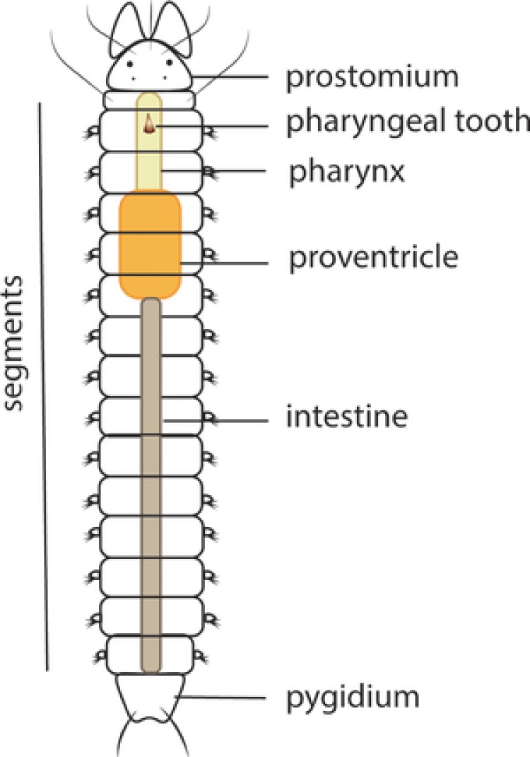 Regeneration mechanisms in Syllidae (Annelida).