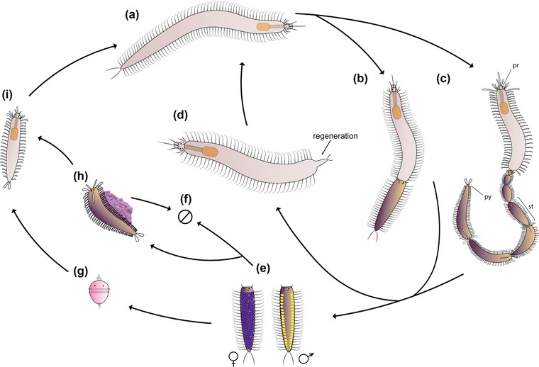 Regeneration mechanisms in Syllidae (Annelida).