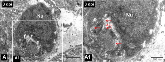 Axonal regeneration in zebrafish spinal cord.