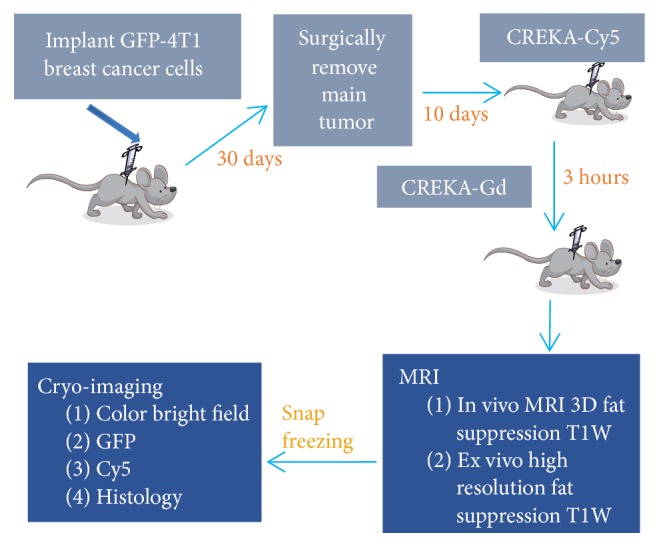 Cryo-Imaging and Software Platform for Analysis of Molecular MR Imaging of Micrometastases.