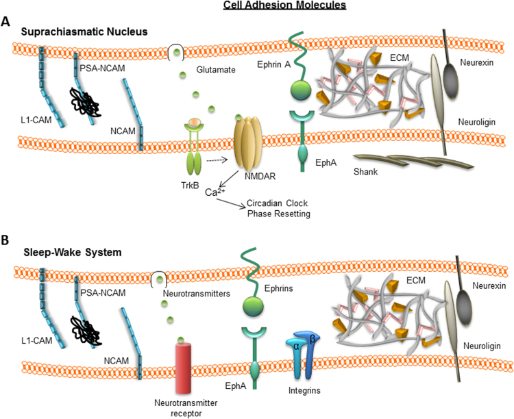 Circadian rhythm and sleep-wake systems share the dynamic extracellular synaptic milieu