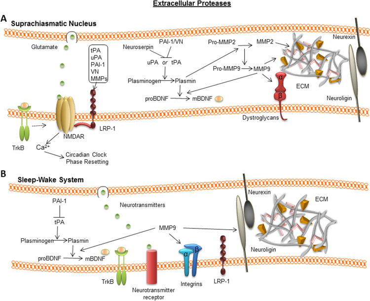 Circadian rhythm and sleep-wake systems share the dynamic extracellular synaptic milieu