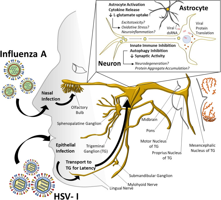 A role for viral infections in Parkinson's etiology?