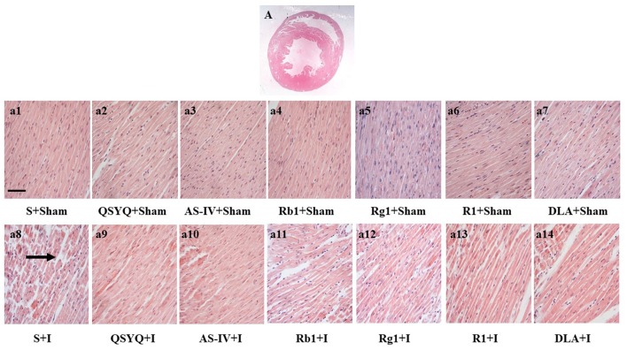 The Contribution of Different Components in QiShenYiQi Pills® to Its Potential to Modulate Energy Metabolism in Protection of Ischemic Myocardial Injury.