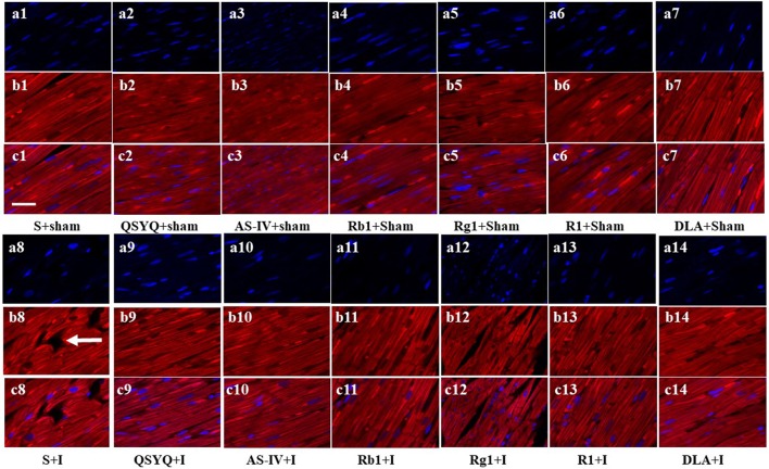 The Contribution of Different Components in QiShenYiQi Pills® to Its Potential to Modulate Energy Metabolism in Protection of Ischemic Myocardial Injury.