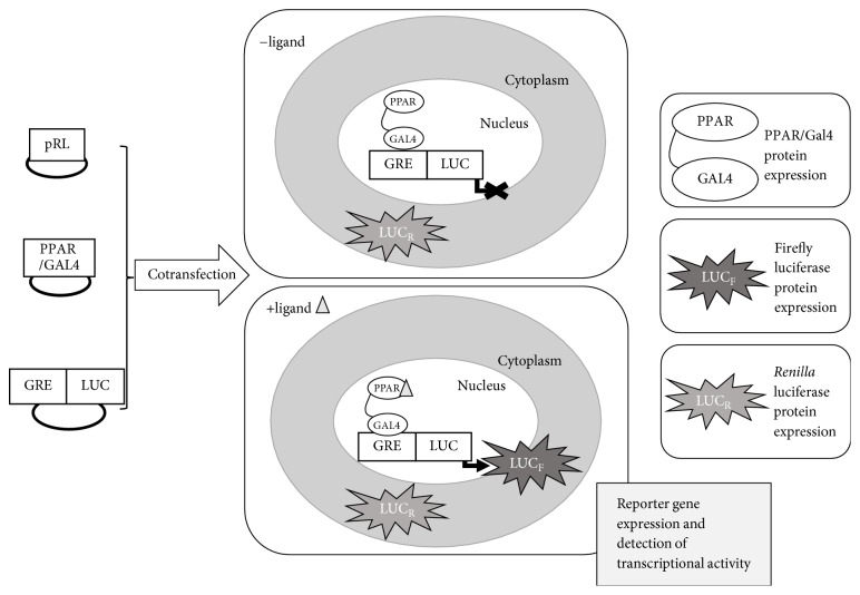 Cellular and Biophysical Pipeline for the Screening of Peroxisome Proliferator-Activated Receptor Beta/Delta Agonists: Avoiding False Positives.