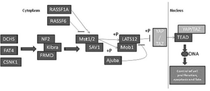 Role of Hippo Pathway Effector Tafazzin Protein in Maintaining Stemness of Umbilical Cord-Derived Mesenchymal Stem Cells (UC-MSC).