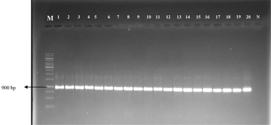 Antimicrobial Resistance of <i>Enterococcus</i> Species Isolated from Chicken in Turkey.