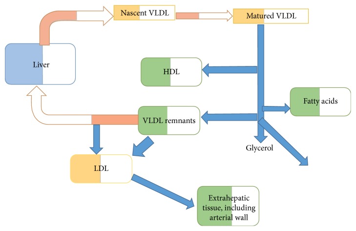 Safety and Efficacy of Extremely Low LDL-Cholesterol Levels and Its Prospects in Hyperlipidemia Management.