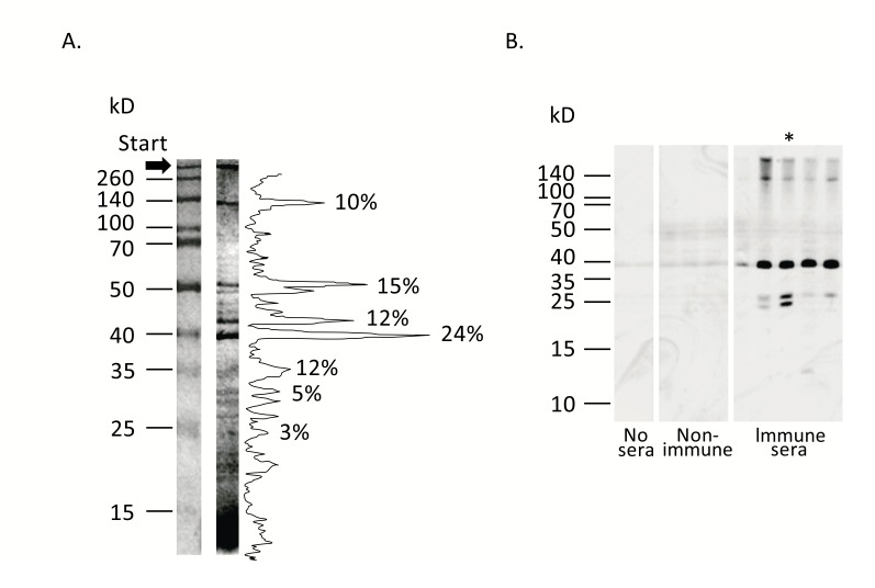 <i>Staphylococcus Aureus</i> Surface Protein G is An Immunodominant Protein and a Possible Target in An Anti-Biofilm Drug Development.