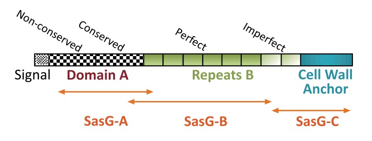 <i>Staphylococcus Aureus</i> Surface Protein G is An Immunodominant Protein and a Possible Target in An Anti-Biofilm Drug Development.