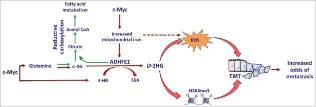 ADHFE1 is a MYC-linked oncogene that induces metabolic reprogramming and cellular de-differentiation in breast cancer.