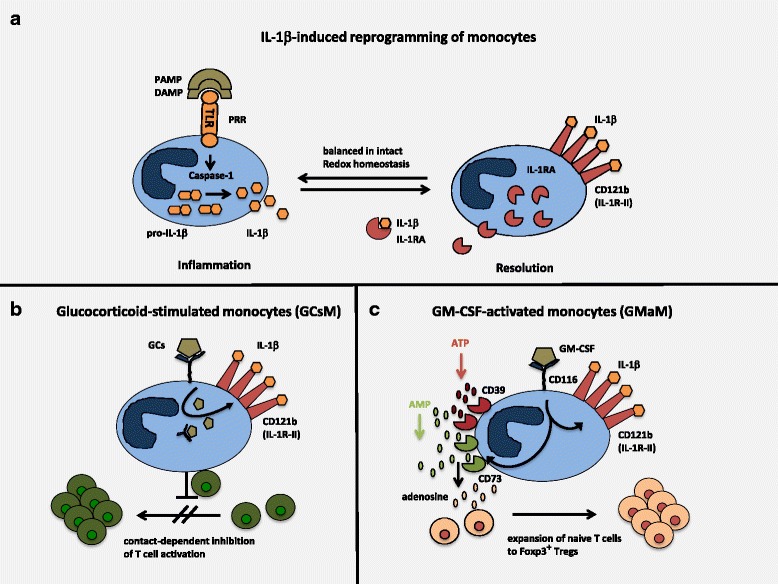 Anti-inflammatory monocytes-interplay of innate and adaptive immunity.