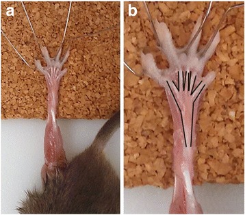 Characterization and utilization of the flexor digitorum brevis for assessing skeletal muscle function.