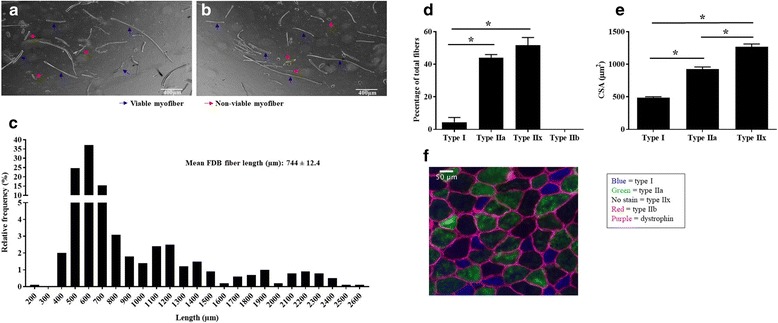 Characterization and utilization of the flexor digitorum brevis for assessing skeletal muscle function.