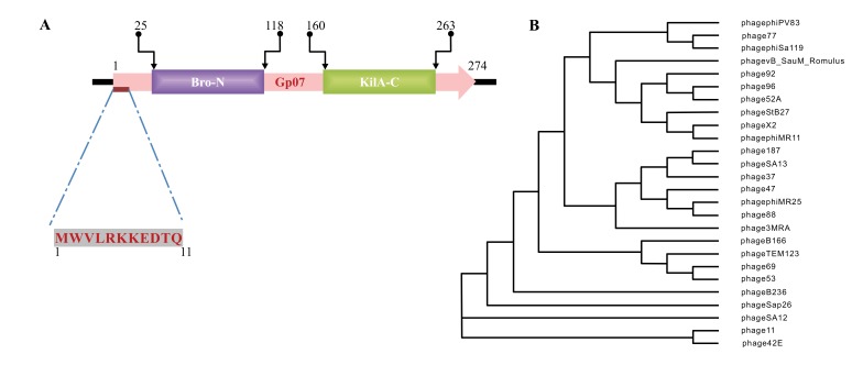 Expression of Phi11 Gp07 Causes Filamentation in <i>Escherichia coli</i>.