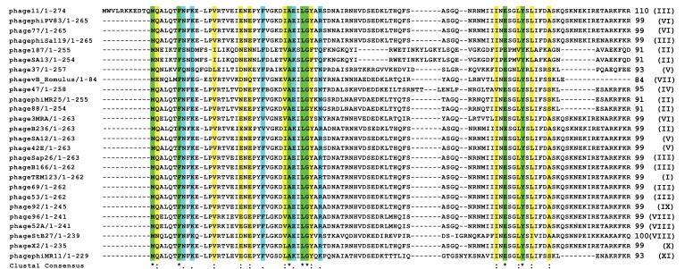 Expression of Phi11 Gp07 Causes Filamentation in <i>Escherichia coli</i>.