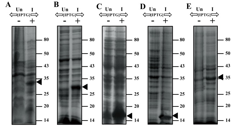 Expression of Phi11 Gp07 Causes Filamentation in <i>Escherichia coli</i>.