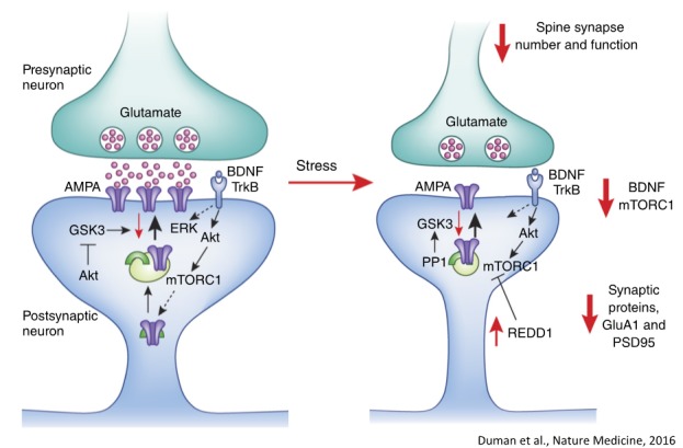 The Dazzling Promise of Ketamine.