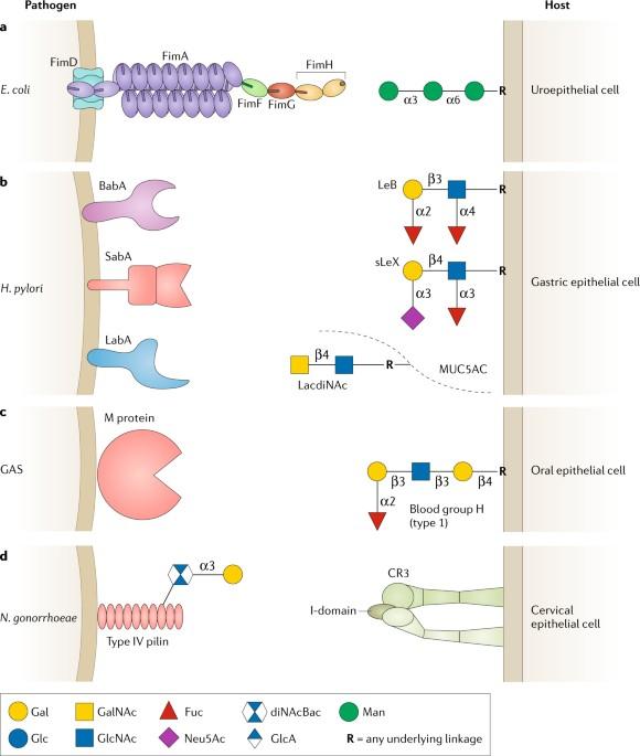 Glycointeractions in bacterial pathogenesis