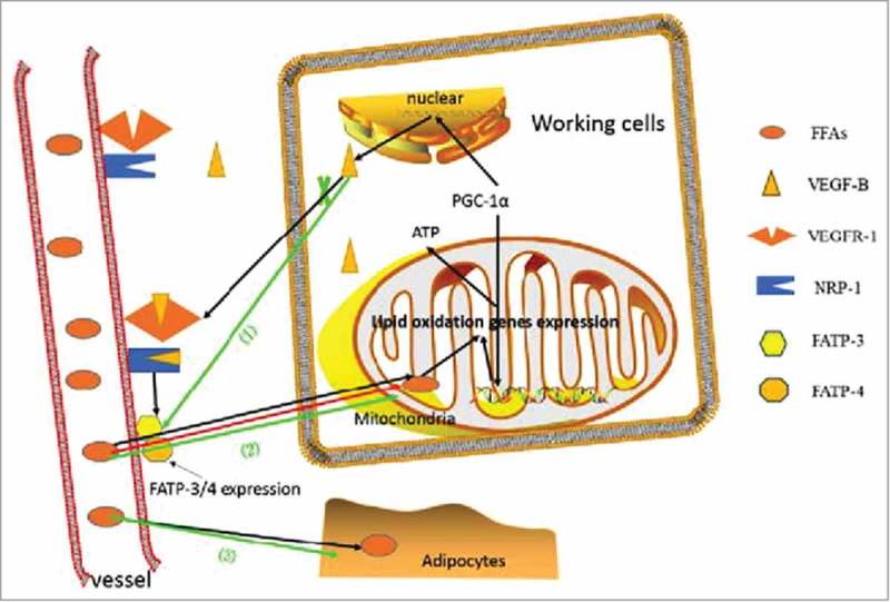 Vascular endothelial growth factor-B: Impact on physiology and pathology.