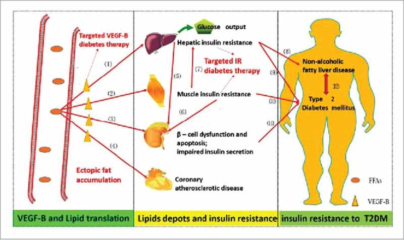 Vascular endothelial growth factor-B: Impact on physiology and pathology.