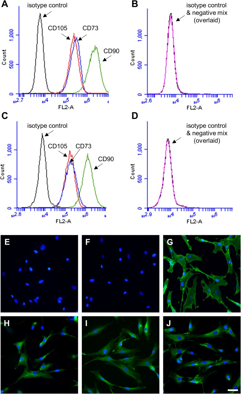 Long-Term Effects of Fibrin Conduit with Human Mesenchymal Stem Cells and Immunosuppression after Peripheral Nerve Repair in a Xenogenic Model.