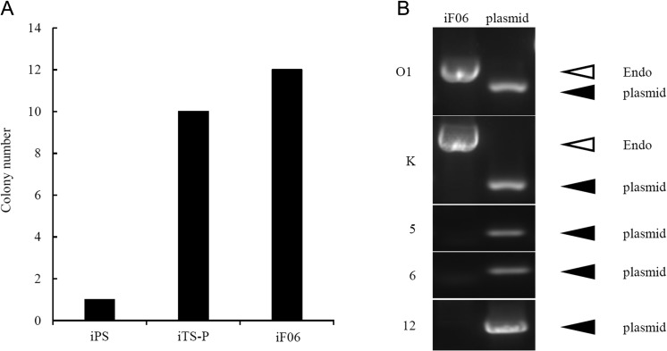 The Development of Cancer through the Transient Overexpression of Reprogramming Factors.