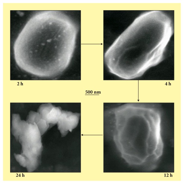 Emphasized Mechanistic Antimicrobial Study of Biofunctionalized Silver Nanoparticles on Model <i>Proteus mirabilis</i>.