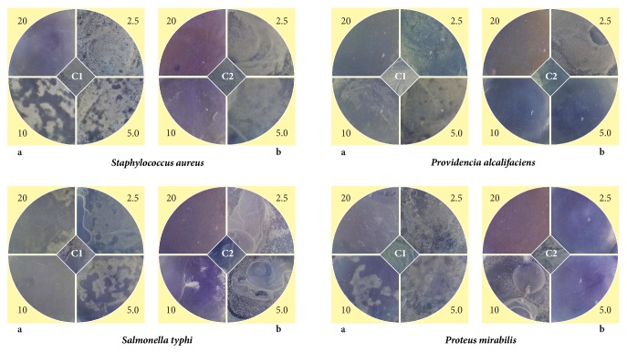 Emphasized Mechanistic Antimicrobial Study of Biofunctionalized Silver Nanoparticles on Model <i>Proteus mirabilis</i>.