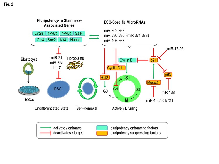 The Role of microRNAs in Embryonic and Induced Pluripotency.