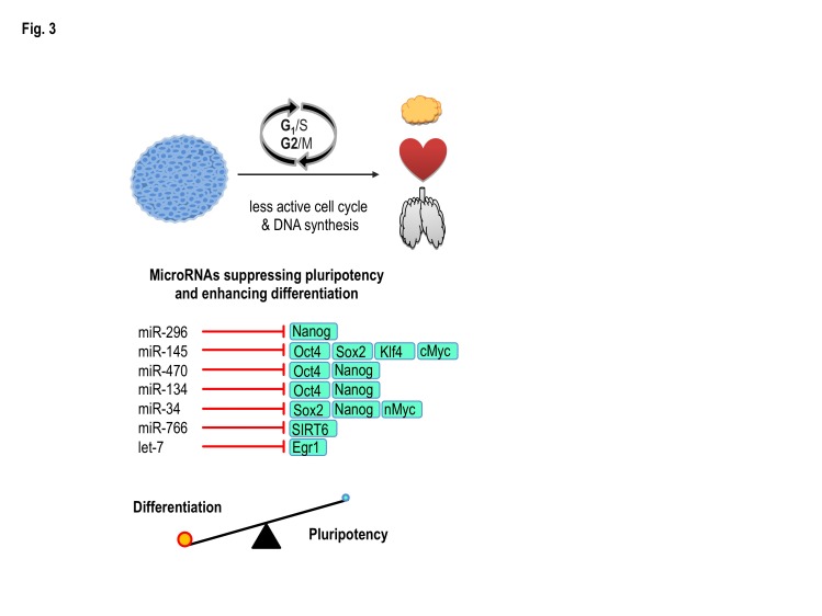 The Role of microRNAs in Embryonic and Induced Pluripotency.