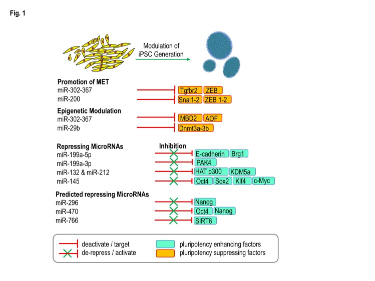 The Role of microRNAs in Embryonic and Induced Pluripotency.