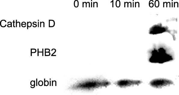 Proteomic analysis of buccal gland secretion from fasting and feeding lampreys (<i>Lampetra morii</i>).