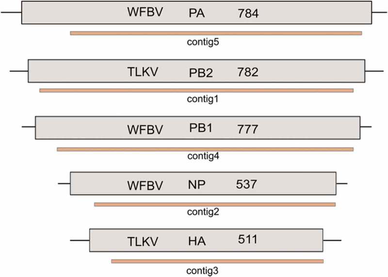 Viral metagenomics reveals the presence of highly divergent quaranjavirus in <i>Rhipicephalus</i> ticks from Mozambique.