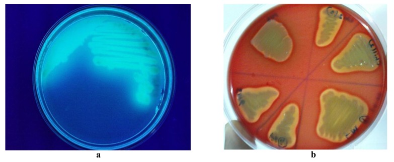 Enumerating Antibiotic Susceptibility Patterns of <i>Pseudomonas aeruginosa</i> Isolated from Different Sources in Dhaka City.