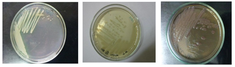 Enumerating Antibiotic Susceptibility Patterns of <i>Pseudomonas aeruginosa</i> Isolated from Different Sources in Dhaka City.