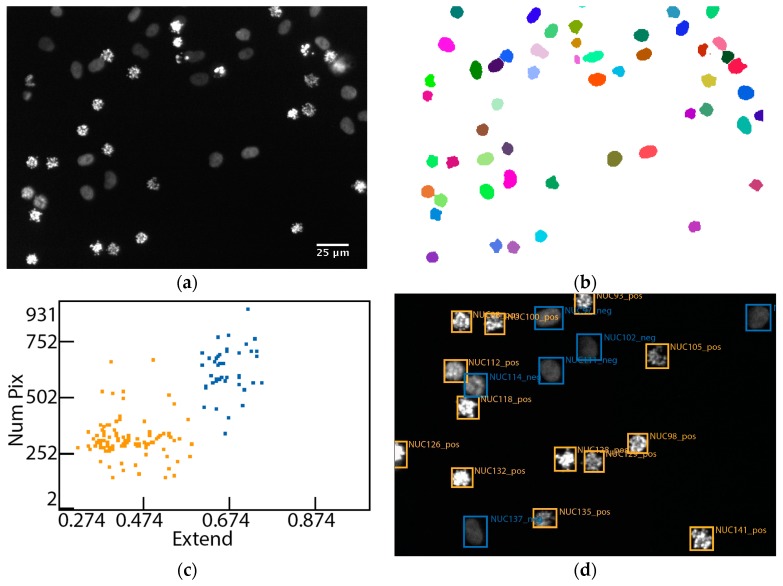 Comparison of Cell Arrays and Multi-Well Plates in Microscopy-Based Screening.