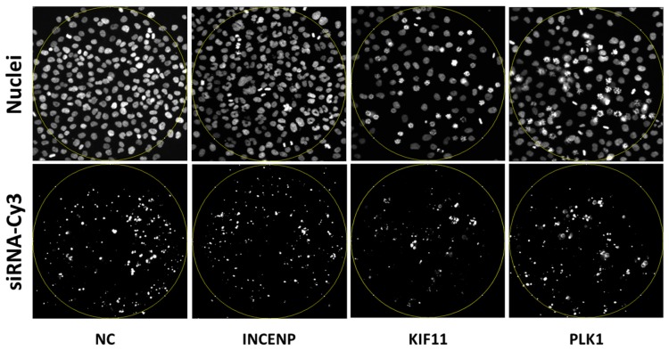 Comparison of Cell Arrays and Multi-Well Plates in Microscopy-Based Screening.