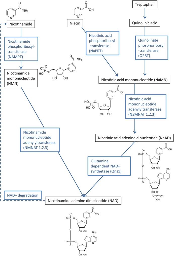 The Influence of Nicotinamide on Health and Disease in the Central Nervous System.