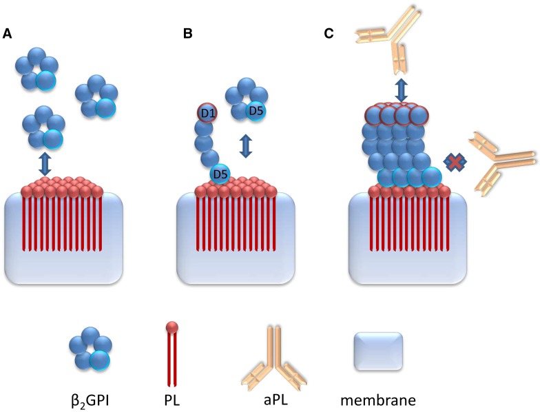 Anti-phospholipid IgG antibodies detected by line immunoassay differentiate patients with anti-phospholipid syndrome and other autoimmune diseases.