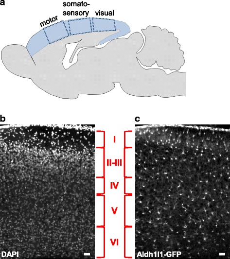 Astrocytes, neurons, synapses: a tripartite view on cortical circuit development.