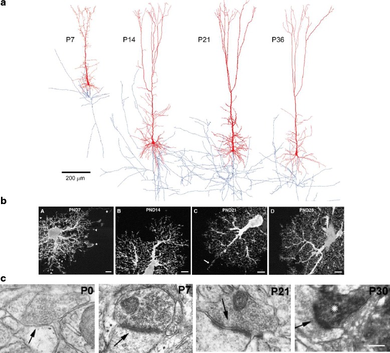 Astrocytes, neurons, synapses: a tripartite view on cortical circuit development.