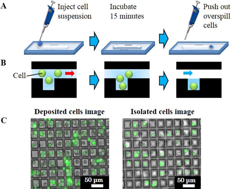 Cell Deposition Microchip with Micropipette Control over Liquid Interface Motion.