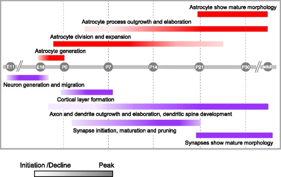 Astrocytes, neurons, synapses: a tripartite view on cortical circuit development.