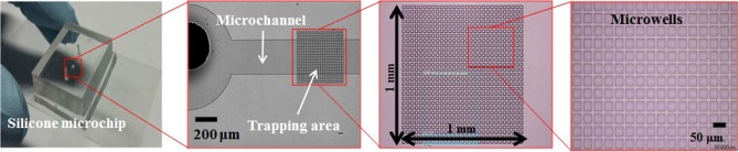 Cell Deposition Microchip with Micropipette Control over Liquid Interface Motion.