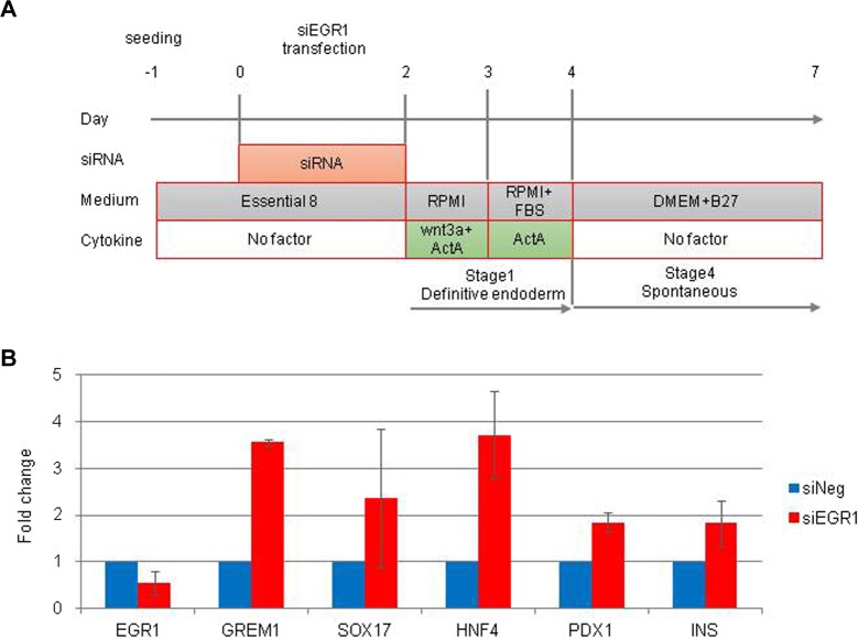 Role of Egr1 on Pancreatic Endoderm Differentiation.